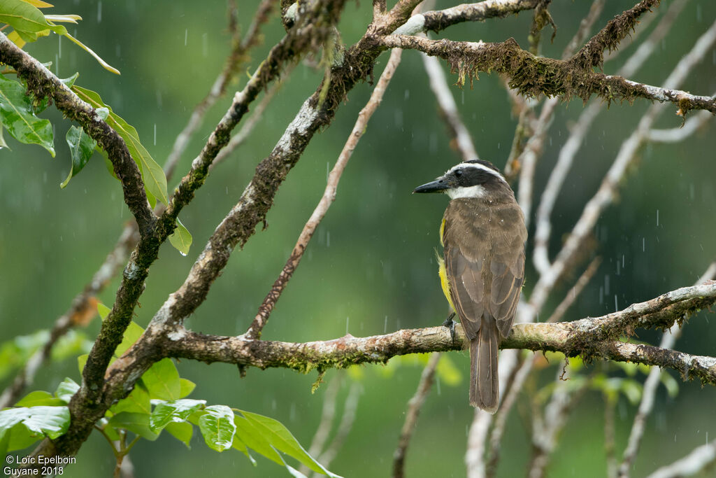 Great Kiskadee