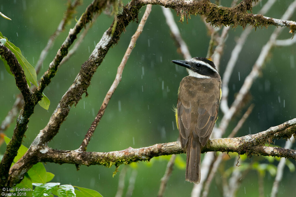 Great Kiskadee