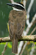 Great Kiskadee