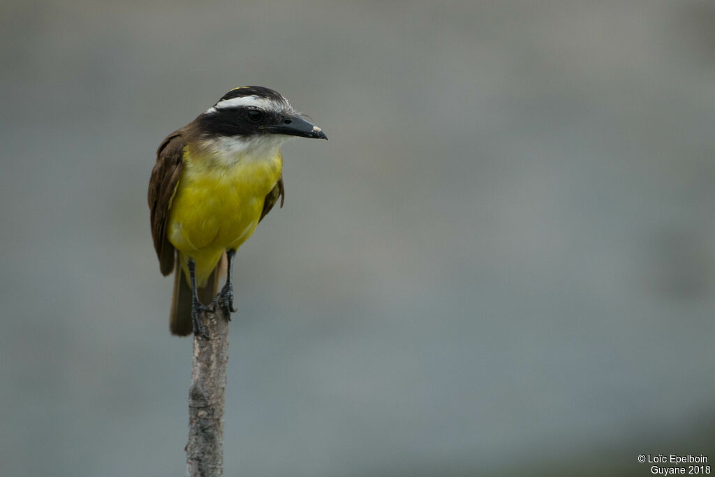 Great Kiskadee