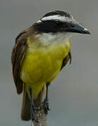 Great Kiskadee