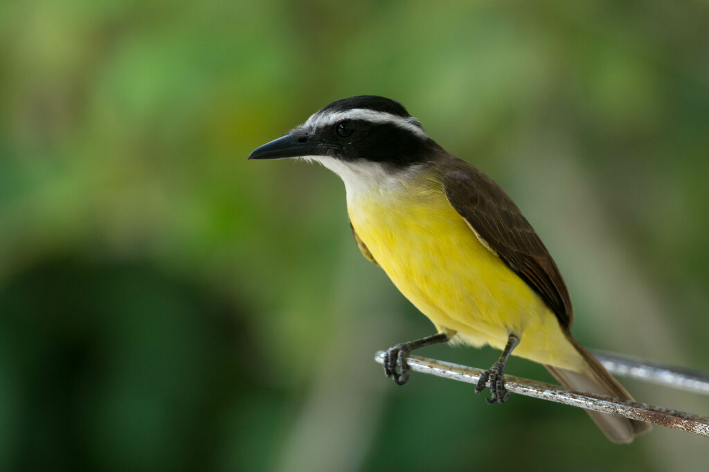 Great Kiskadee