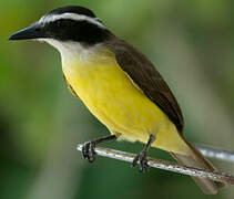 Great Kiskadee