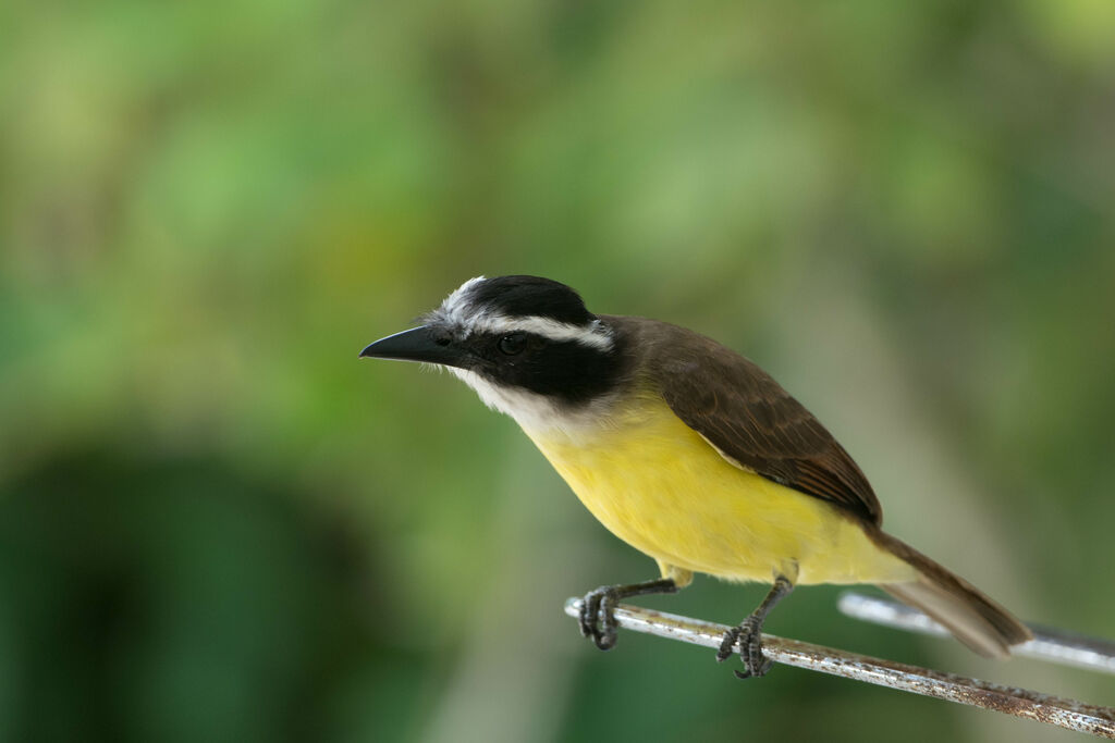 Great Kiskadee