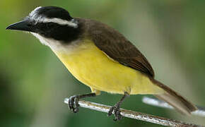 Great Kiskadee