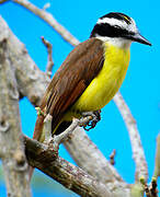 Great Kiskadee