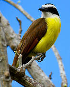 Great Kiskadee