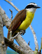 Great Kiskadee