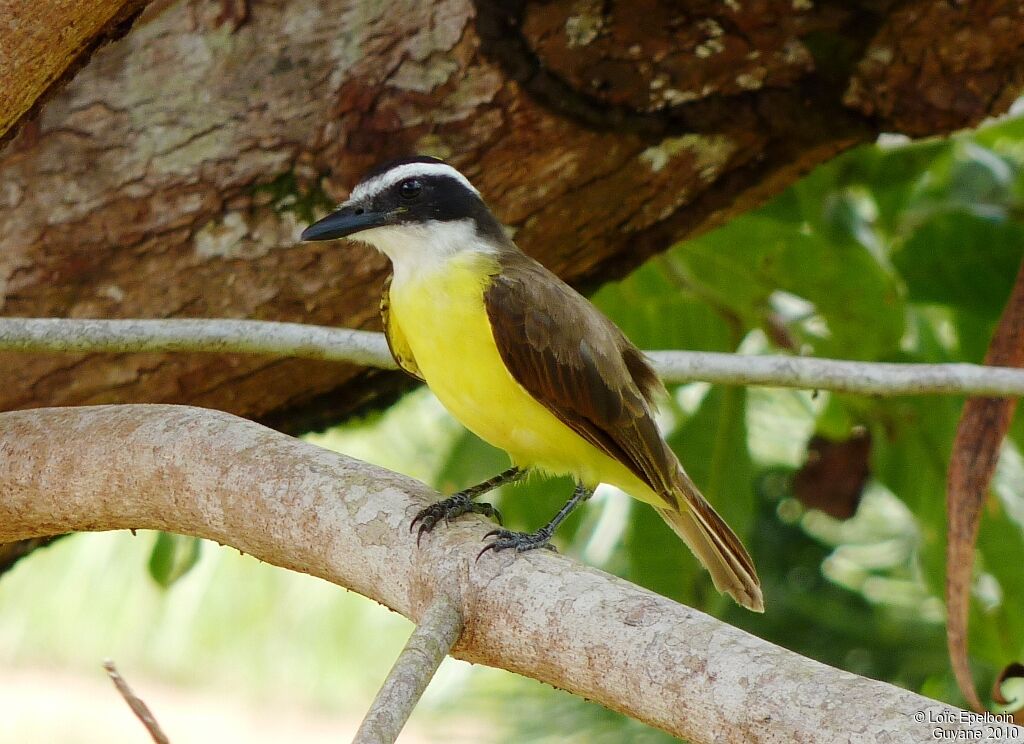 Great Kiskadee