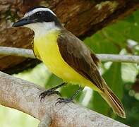 Great Kiskadee