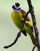 Great Kiskadee