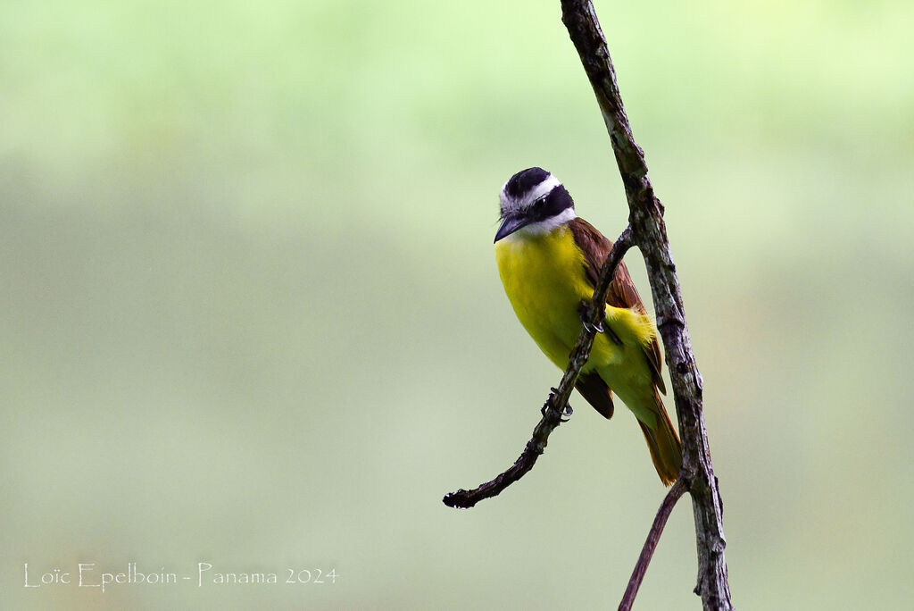Great Kiskadee