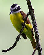 Great Kiskadee
