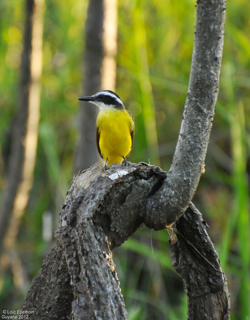 Great Kiskadee