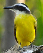 Great Kiskadee