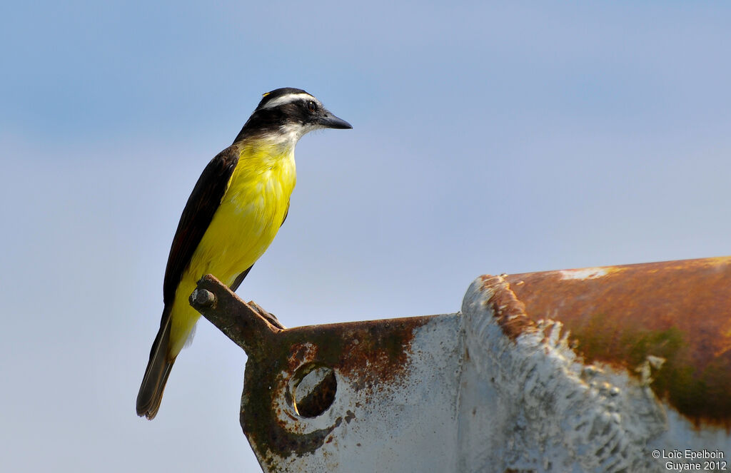 Great Kiskadee