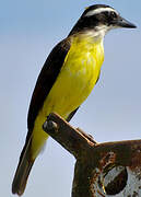 Great Kiskadee