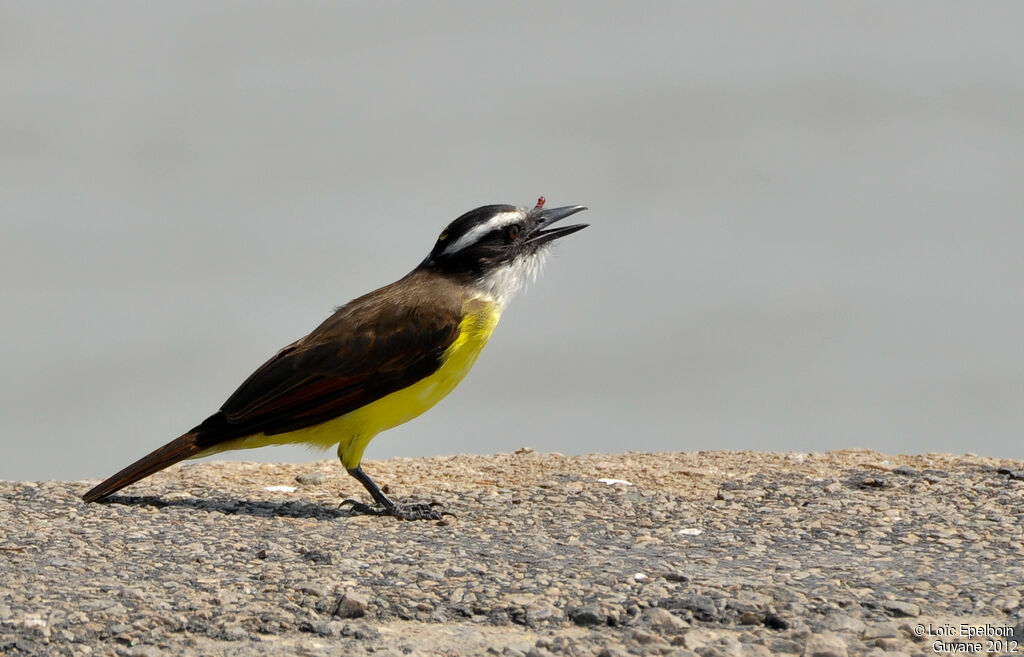 Great Kiskadee