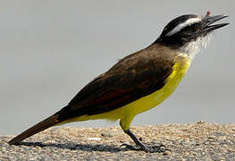 Great Kiskadee