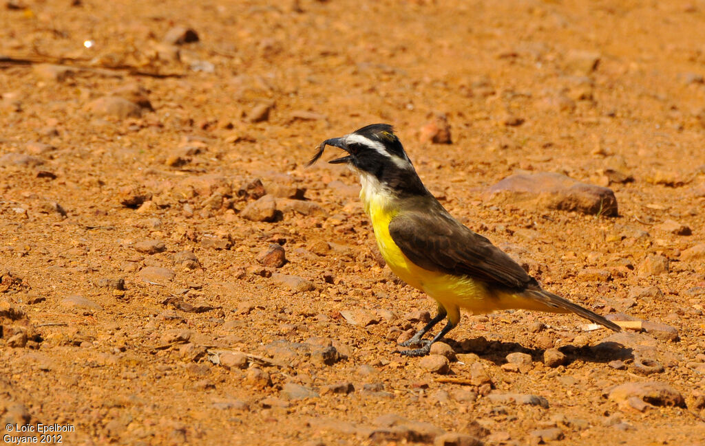 Great Kiskadee