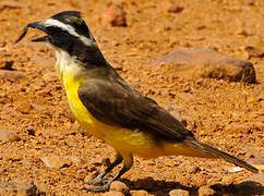 Great Kiskadee