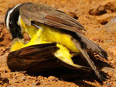 Great Kiskadee