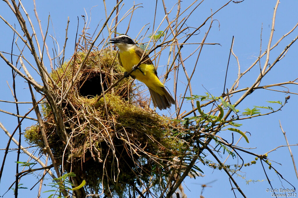 Great Kiskadee