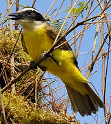 Great Kiskadee