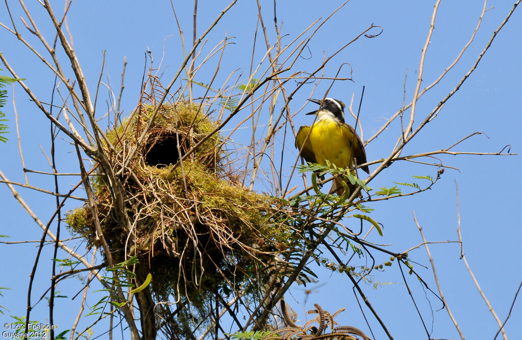 Great Kiskadee