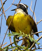 Great Kiskadee