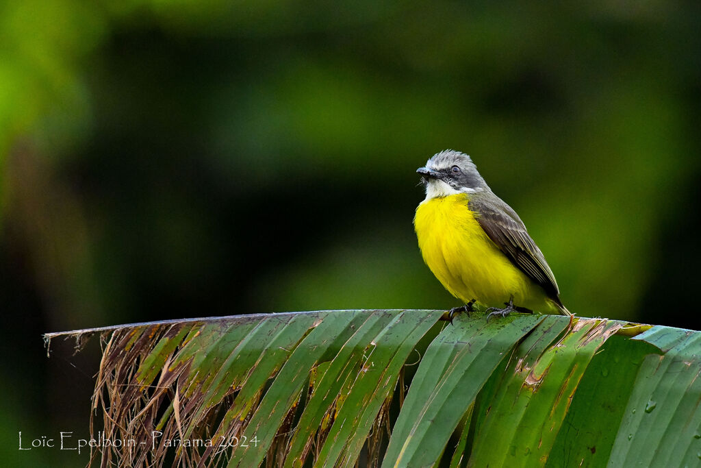 Social Flycatcher