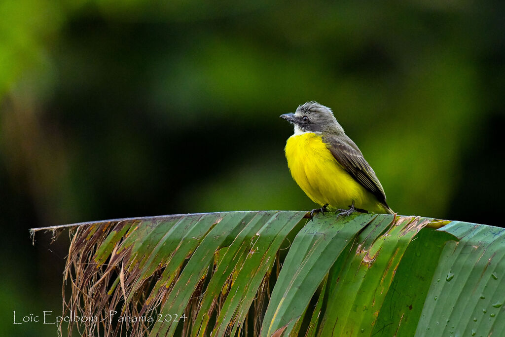 Social Flycatcher