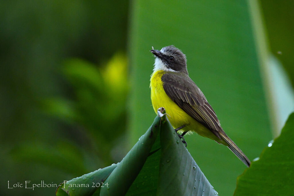 Social Flycatcher