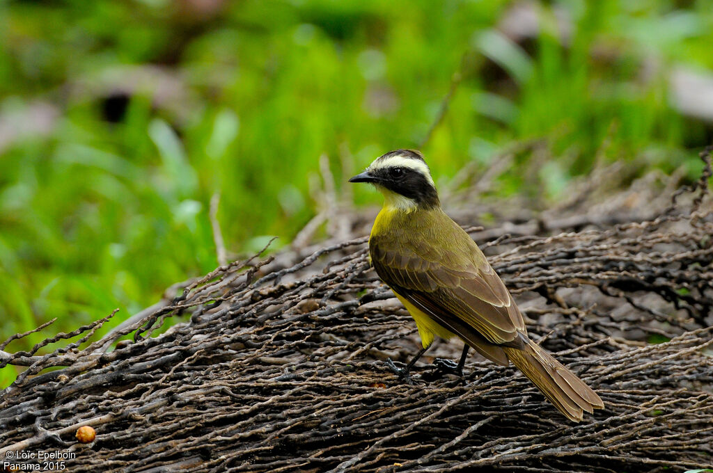 Social Flycatcher