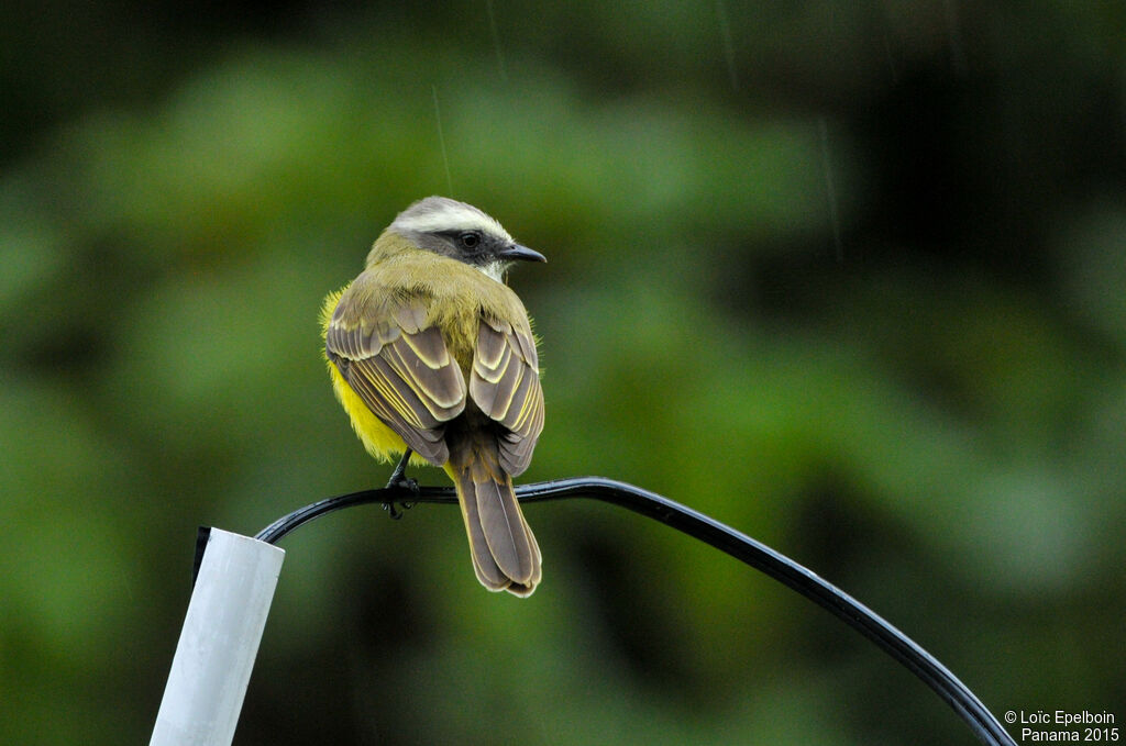 Social Flycatcher