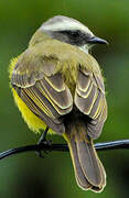 Social Flycatcher