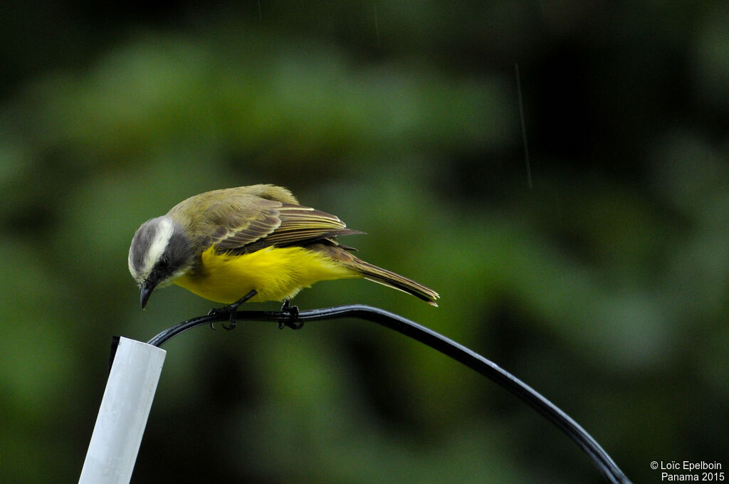 Social Flycatcher