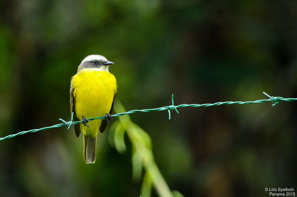 Social Flycatcher