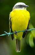 Social Flycatcher