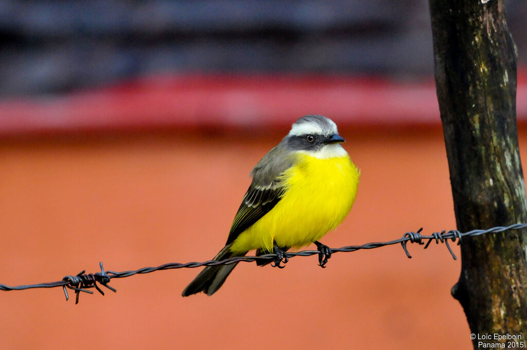 Social Flycatcher