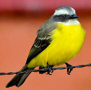 Social Flycatcher