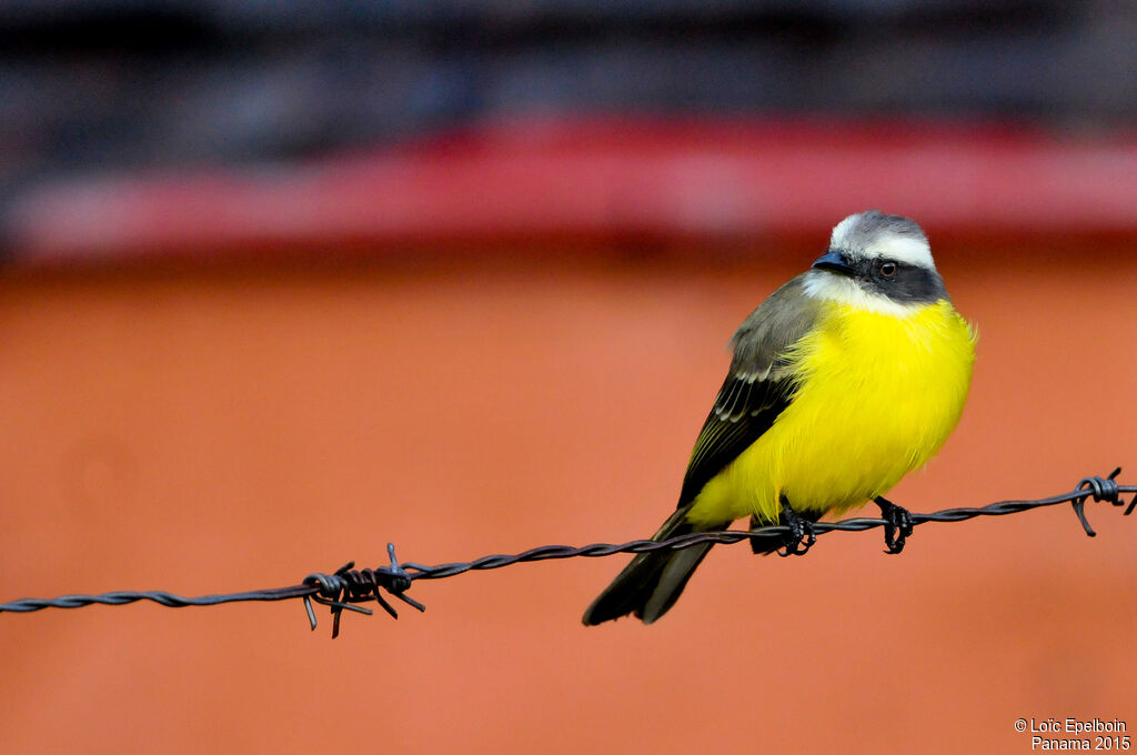 Social Flycatcher