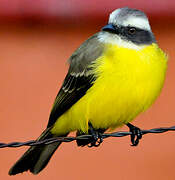 Social Flycatcher