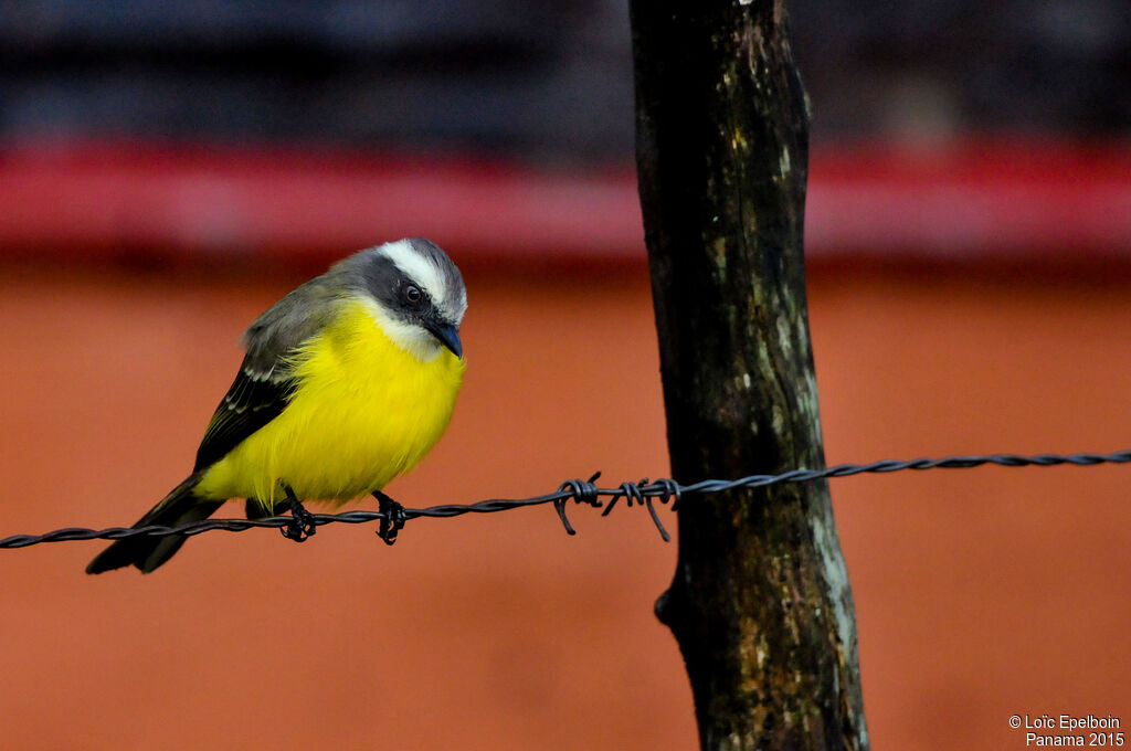 Social Flycatcher