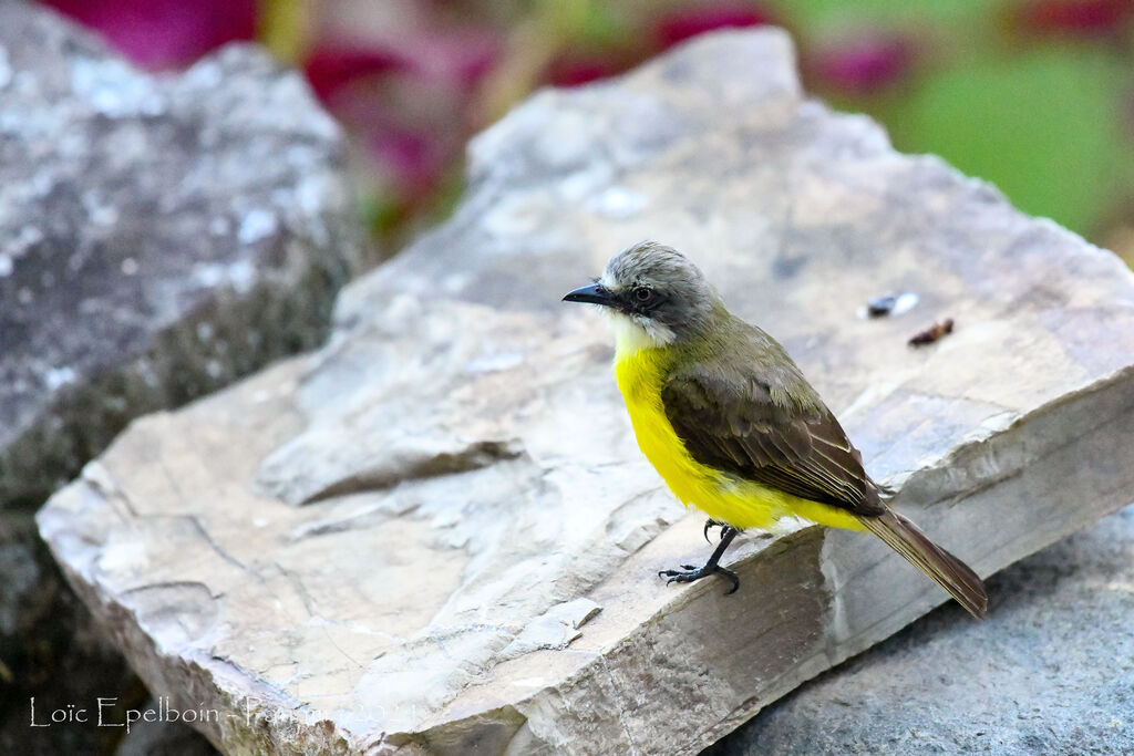 Social Flycatcher