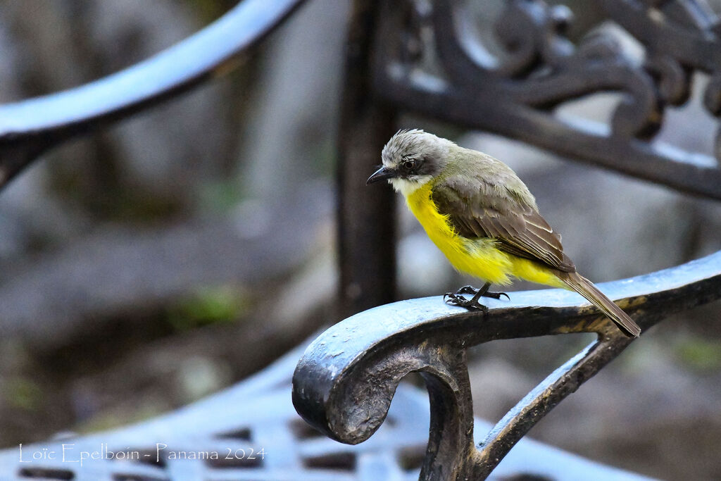 Social Flycatcher
