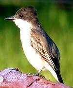 Loggerhead Kingbird