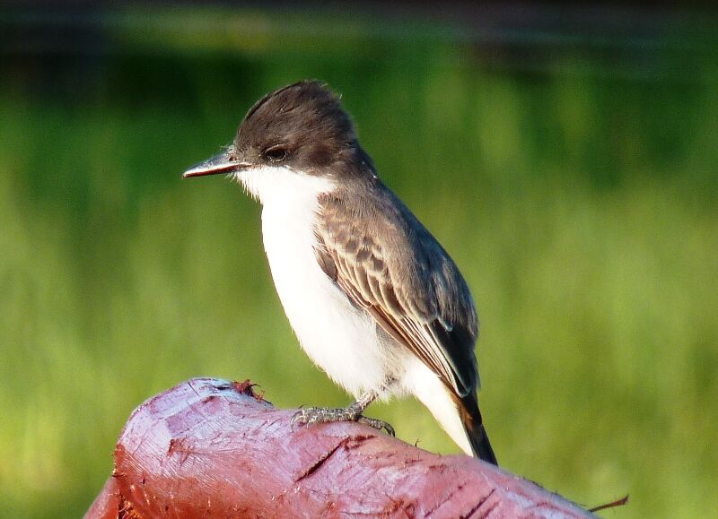 Loggerhead Kingbird