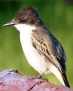 Loggerhead Kingbird