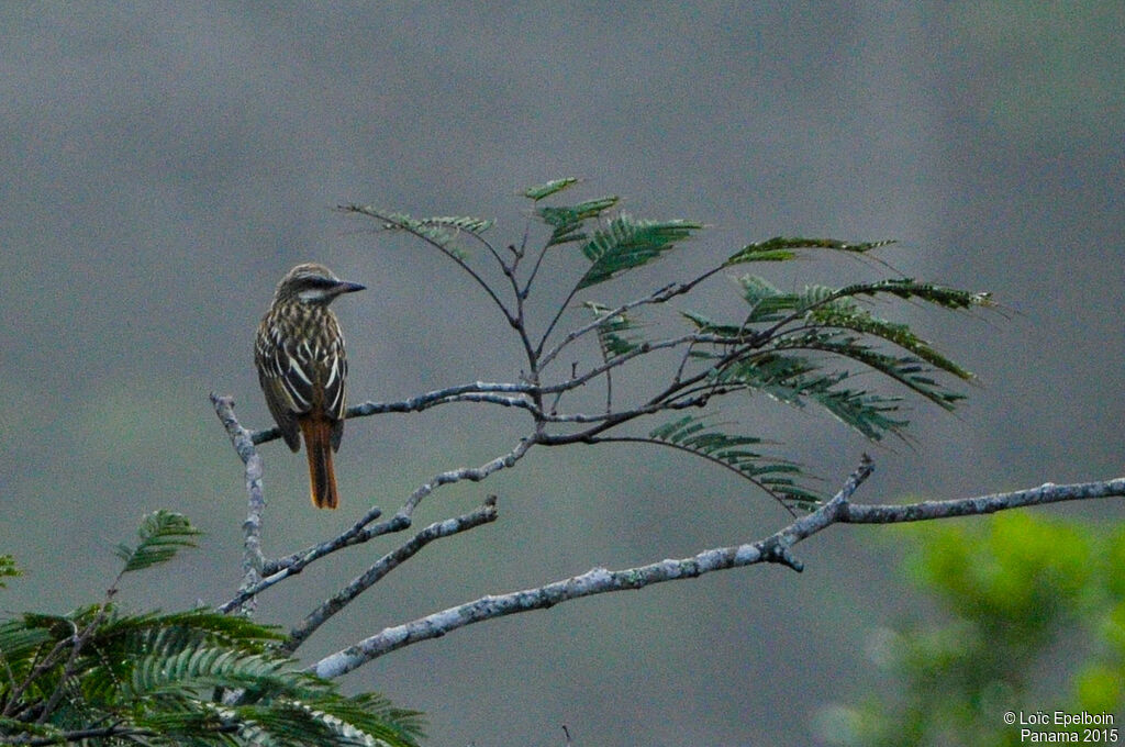 Sulphur-bellied Flycatcher